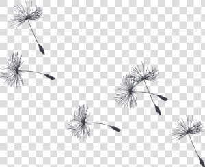 Burdock   Dandelion Gif Background Transparent  HD Png Download