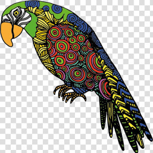 Bird Of Prey macaw parrot   Colors Of Parrot Drawing  HD Png Download