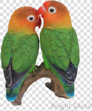 Love Birds Exotic True Life Vivid Arts Lovebirds   Lovebirds In Transparent Background  HD Png Download