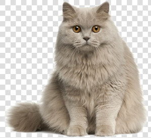 Cute Cat Transparent Image   Cute Cat Png  Png Download