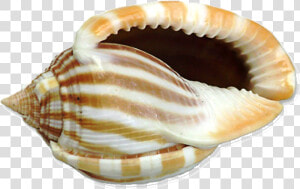 Sher Your Scraps   Big Shell Png  Transparent Png