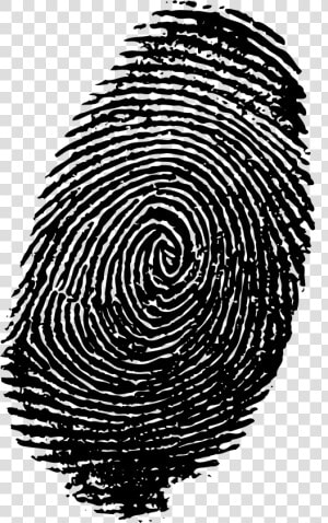 Finger Print Png   Transparent Background Fingerprint Png  Png Download