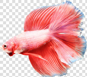 Image Is Not Available   Pink Color Siamese Fighting Fish  HD Png Download