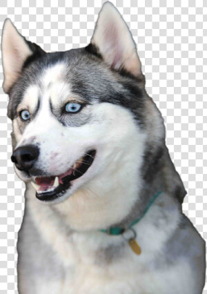 Sakhalin Husky  HD Png Download