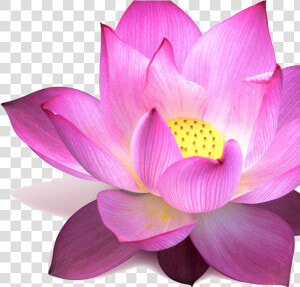 Lotus   Padma Flower  HD Png Download