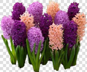  hyacinth  flowers   Многолетние Цветы Для Дачи  HD Png Download