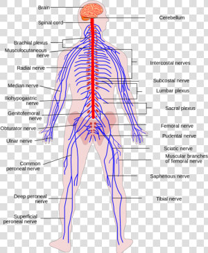 Transparent Nerves Png   Sinir Sistemi Yüksek Çözünürlük  Png Download