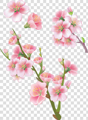 Sakura Png   Png Download   Flower Sakura Png  Transparent Png