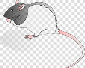 Snout muridae tail   Rat  HD Png Download