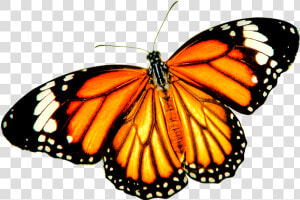 Monarch Butterfly Tiger Danaus Genutia Insect   Orange Butterfly Transparent Background  HD Png Download