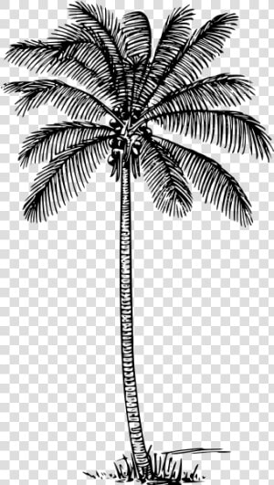 Coconut Palm   Outline Images Of Coconut Tree  HD Png Download