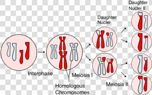 Meiosis Science  HD Png Download