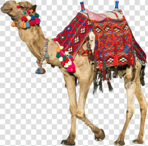 Camel Transparent Rajasthani   Camels Saddle  HD Png Download