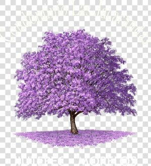 Jacaranda Tree Forest Drawing  HD Png Download