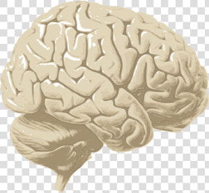 Human Brain Png   Cerebrum Png  Transparent Png