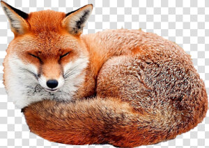 Red Fox Fox Curled Up  HD Png Download