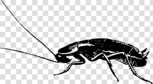 Cockroach   Side View   German Cockroach Black And White  HD Png Download