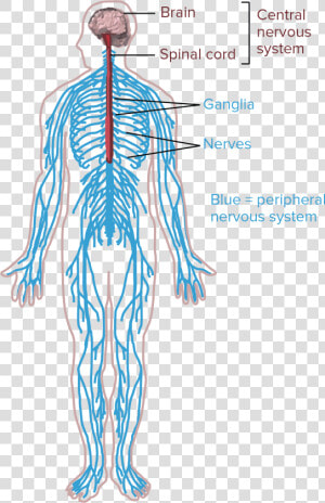 Central Nervous System Drawing  HD Png Download