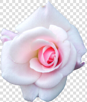 White Cabbage Rose  Garden Roses  Flower   Pink And White Rose Png  Transparent Png