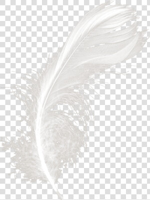 Transparent Feather Duster Png   Night  Png Download