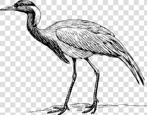 Crane Bird Black And White Clipart   Png Download   Drawing Of Whooping Crane  Transparent Png