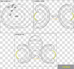 Cornea 03   Ganglion Cell Layer  HD Png Download