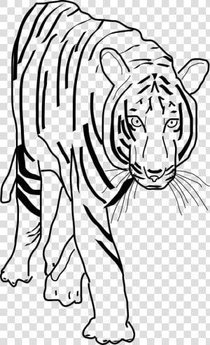 Black And White Clipart Best Beobbf Clipart Anonymous   Transparent Tiger Clipart Black And White  HD Png Download