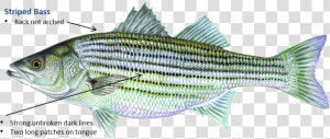 Striped Bass   Striper Oklahoma  HD Png Download