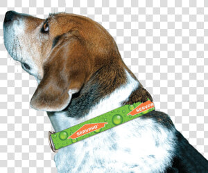 Servpro® Dog Collar   Beagle harrier  HD Png Download