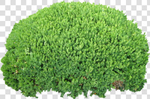 Bush Png Image   Bush Transparent Background  Png Download