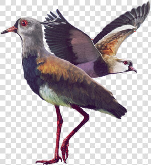 Ilustración   Aves De La Sabana De Bogota  HD Png Download