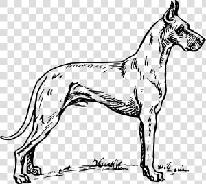 Great Dane Svg Clip Arts   Sketches Of Great Dane  HD Png Download