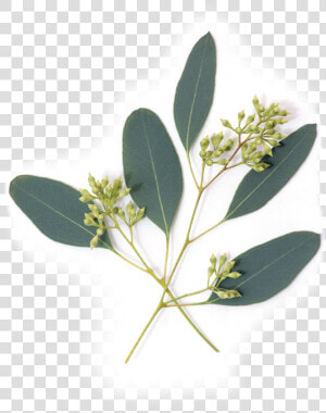 Eucalyptus Plant Png   Png Download   Transparent Eucalyptus Leaves Png  Png Download