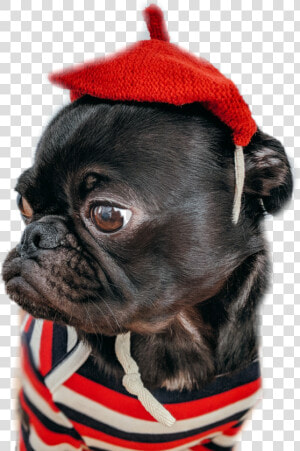  pug  dog  sweet  red  stripes   Animals In People Vclothes Dog  HD Png Download