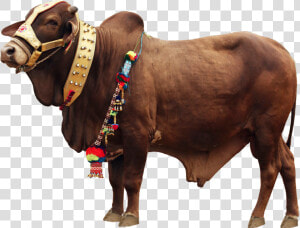 Qurbani Cow Png File   Png Download   Qurbani Background Png  Transparent Png