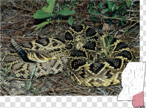 Eastern Diamondback Rattlesnake Snakes Mississippi  HD Png Download