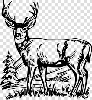 Drawing Outline At Getdrawings   Black And White Deer Drawing  HD Png Download