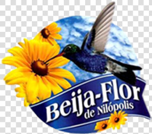 Desenho Da Beija Flor Milopolis  HD Png Download