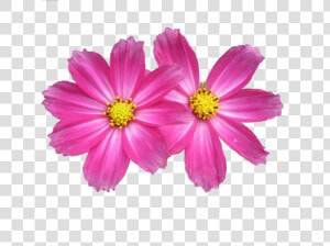 Asters Flowers Png Image Download  Transparent Png