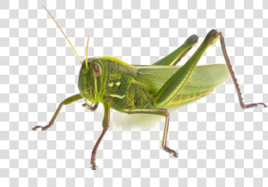 Realistic Grasshopper Png Transparent Background   Grasshopper How Many Legs  Png Download