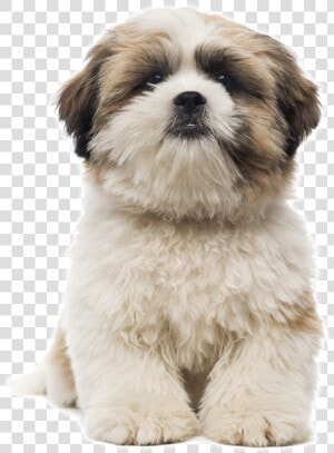 Cachorro Shih Tzu Como Cuidar   Dog Grooming Shapes  HD Png Download