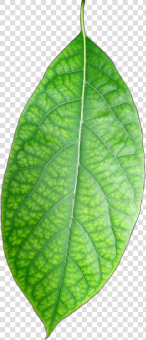  freetoedit  hoja  verde  leave  green  plants  palto   Bud  HD Png Download