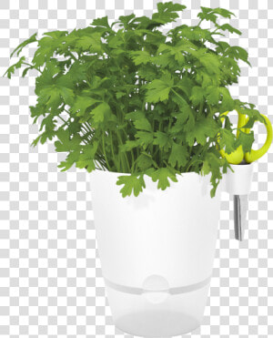 Flowerpot  HD Png Download