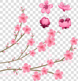 Cherry Blossom Drawing Illustration   Peach Blossom Flower Drawing  HD Png Download