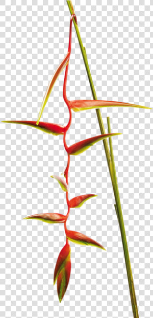 Heliconia   Heliconia Sexy Scarlet  HD Png Download