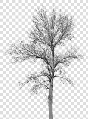 Tree With No Leaves Tree With No Background Bare Tree   Winter Tree Cut Out  HD Png Download