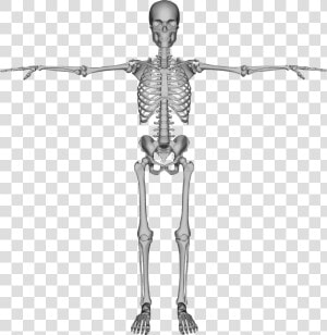 Skeleton Png   Skeleton Back Png  Transparent Png