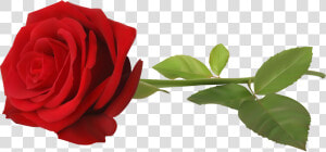 Transparent Rose Bud Png   Single Rose Flower Png  Png Download