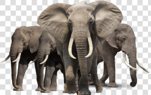 Gray Elephant Standing Png   Elephant Png  Transparent Png