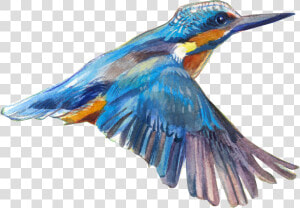 Flying Bird Transparent   Transparent Flying Bird  HD Png Download